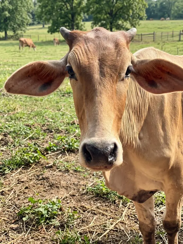 A young desi calf at our farm