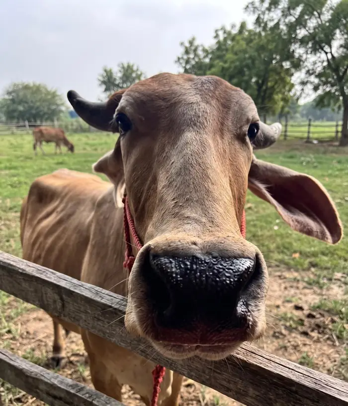 A desi cow leaning over the wooden fence at our farm