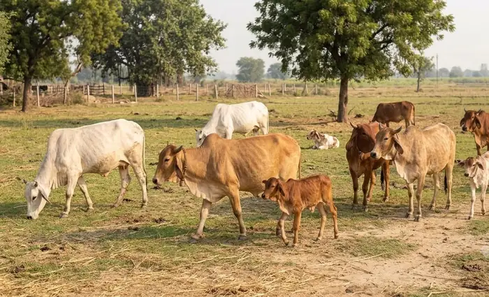 Our desi cows and calves grazing