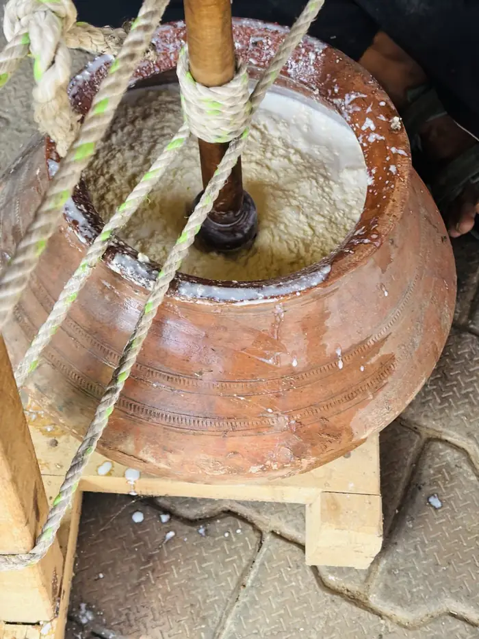 Curd being churned with a wooden bilona in a clay matka
