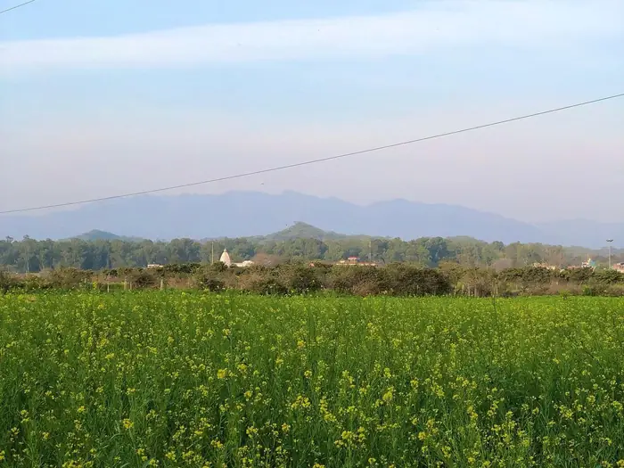 Yellow mustard field under a soft sky